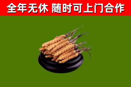 泉港烟酒回收冬虫夏草.jpg