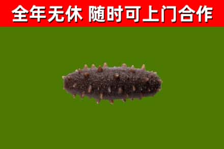 泉港回收海参干